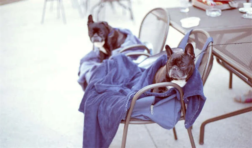 Come allestire un acquario perfetto: guida passo passo per principianti