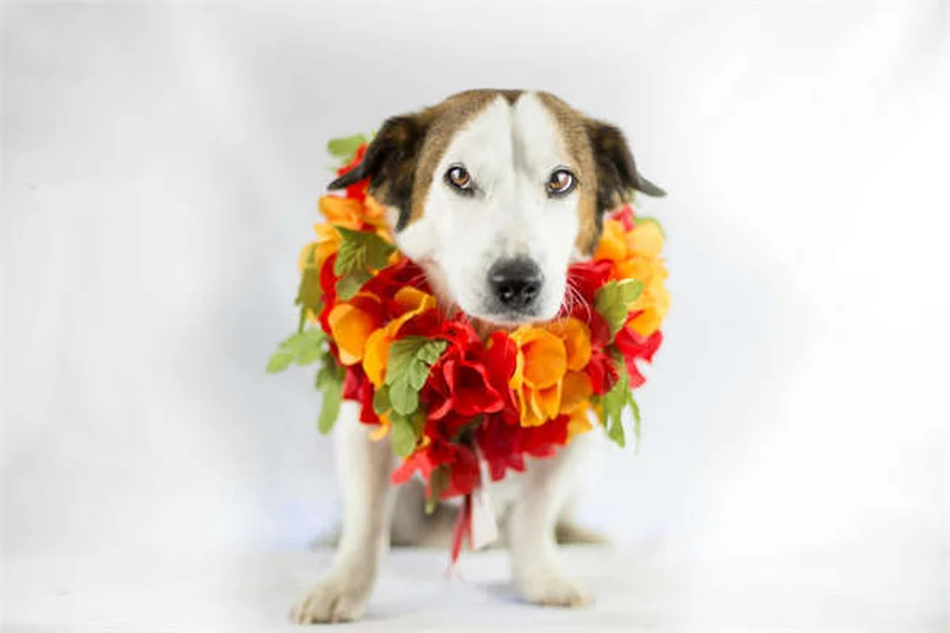 Penicillina per animali: guida completa all'uso sicuro