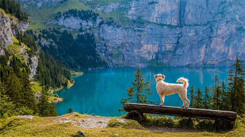 Protezione solare per cani: come evitare scottature e danni alla pelle