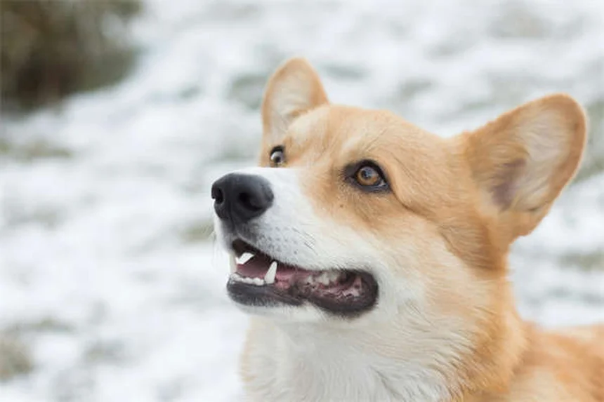 Protezione solare per cani: come evitare scottature e danni alla pelle