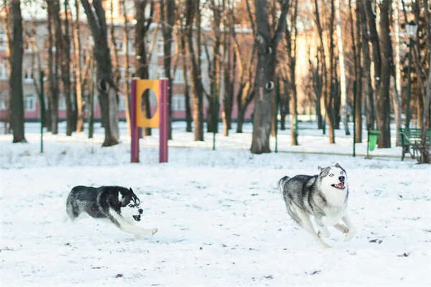 Come cambiare il cibo al cane senza errori: guida passo passo
